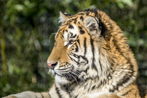 Close-up of Siberian Tiger — Stock Photo, Image