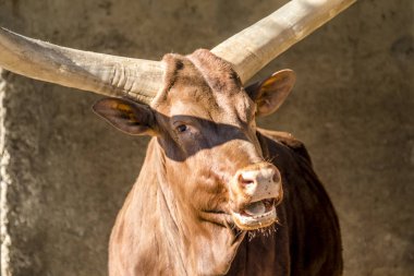 Yakın çekim bir Ankole sığır .