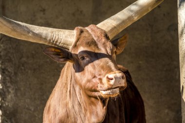 Yakın çekim bir Ankole sığır .