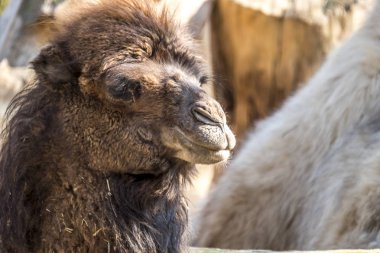 Çiğneme bir deve yakın çekim