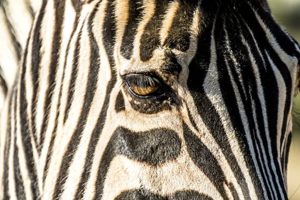 Perto de uma zebra — Fotografia de Stock
