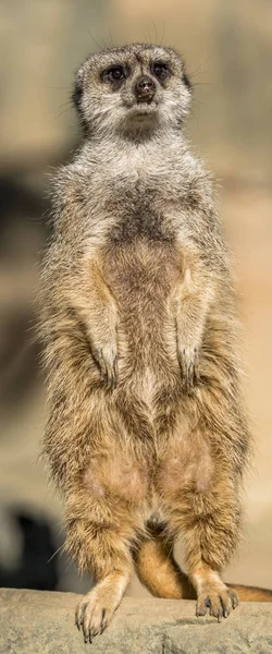 Riasztási meerkat, Suricata suricatta, állandó Őrségben — Stock Fotó