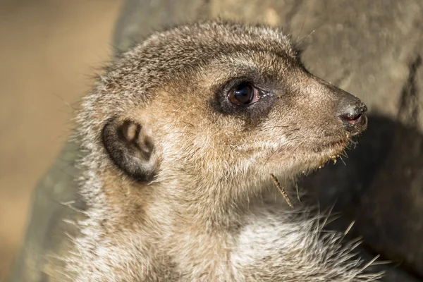 Riasztási meerkat, Suricata suricatta, állandó Őrségben — Stock Fotó