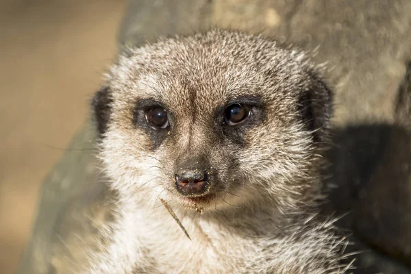 Riasztási meerkat, Suricata suricatta, állandó Őrségben — Stock Fotó