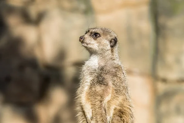 Waarschuwing meerkat, Suricata suricatta, staande op guard — Stockfoto