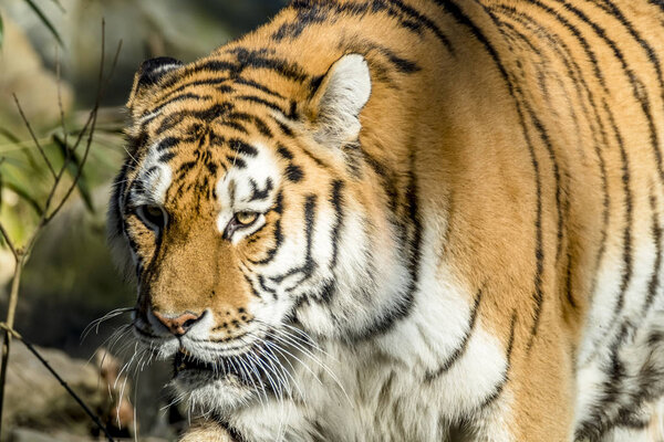 Close-up of Siberian Tiger