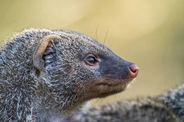 Close-up de lontra relxaning — Fotografia de Stock