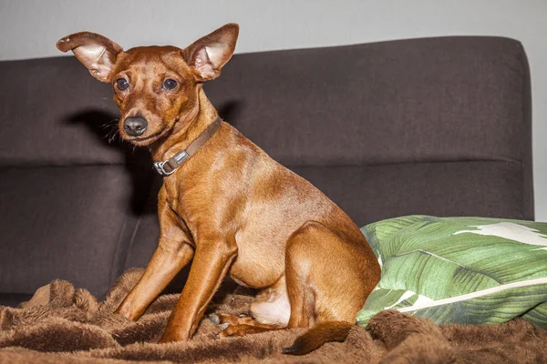 Dwergpinscher kijkt recht in de camera. — Stockfoto