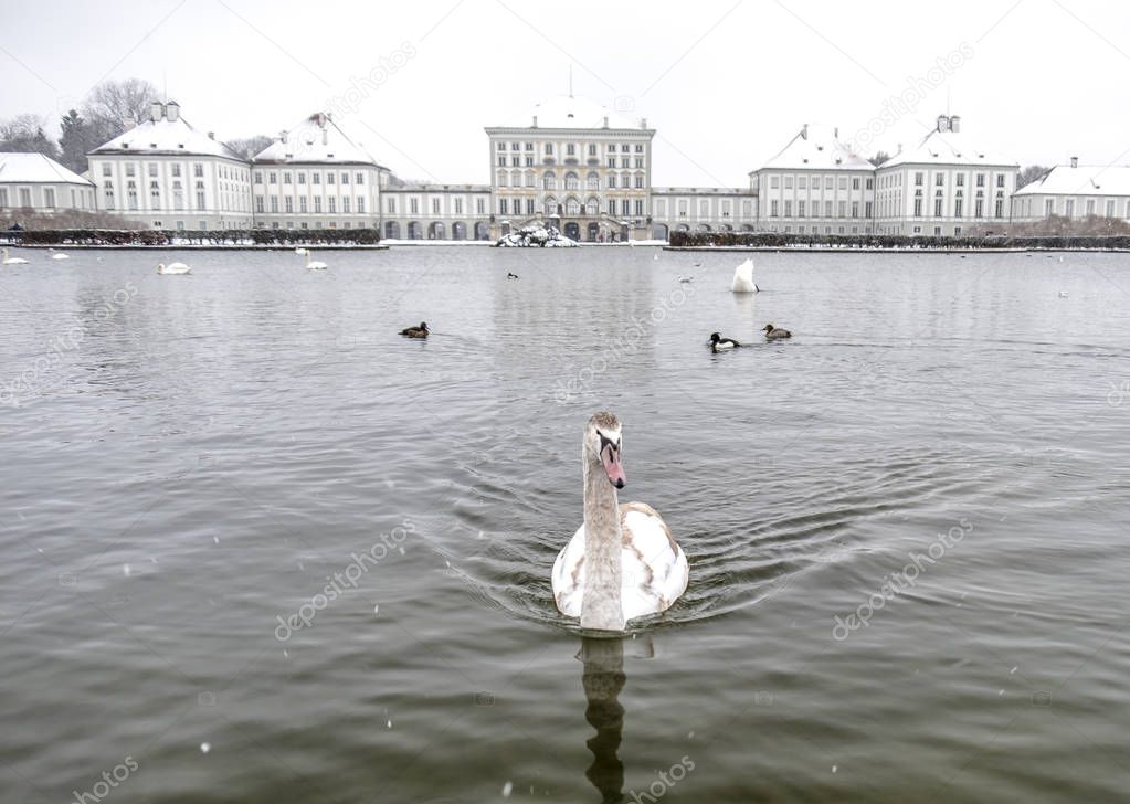 Swan in front of Castle Nymphenburg Palace in winter with snow