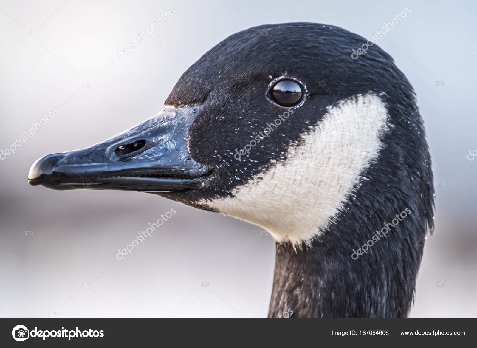 canada goose allemagne canada goose allemagne