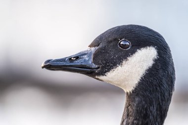 Vahşi kaz önünde Castle Nymphenburg Sarayı Münih, Almanya