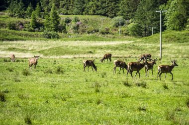 Geyikler İskoç dağlık sürüsü