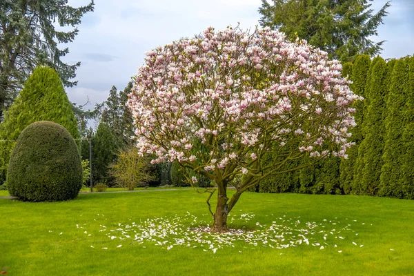Magnoliatree fotos de stock, imágenes de Magnoliatree sin royalties |  Depositphotos