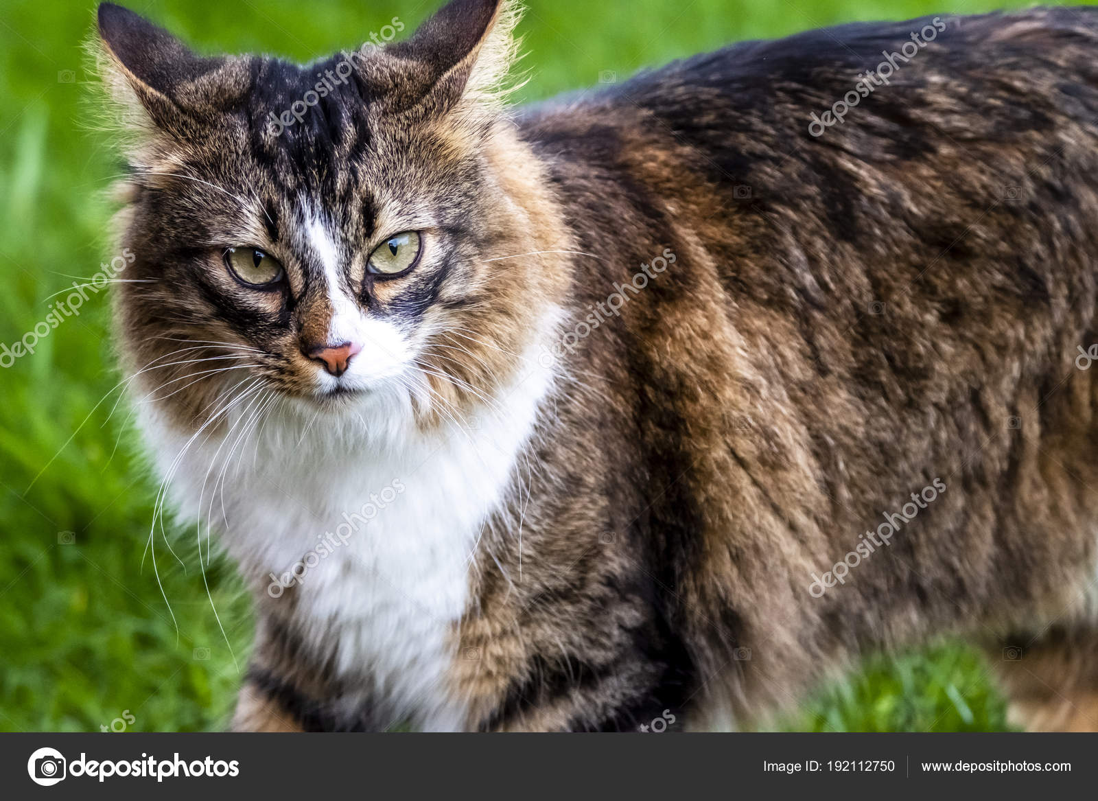 Closeup of Maine Coon cat outdoor on the lawn — Stock Photo © Lukassek