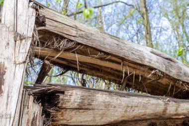 Böcekler veba nedeniyle kırık ağaç