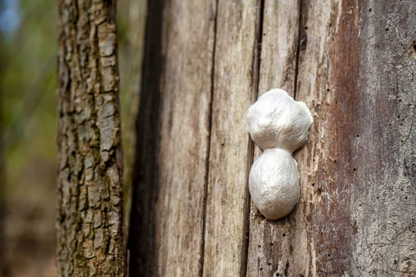 Los insectos grandes anidan en un árbol — Foto de Stock