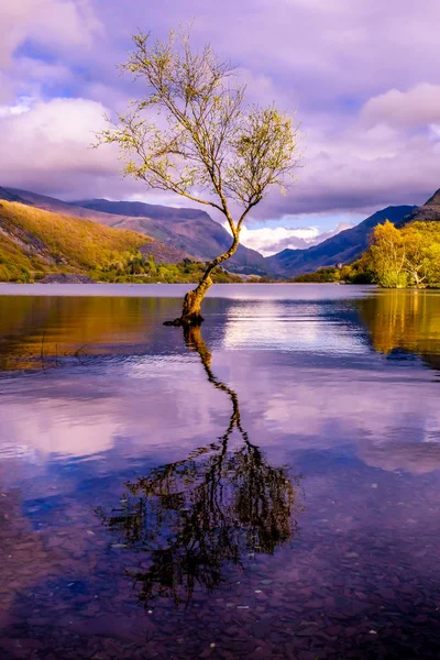 Μοναχικός δέντρο στο Llanberis, Εθνικό Πάρκο Snowdonia - Ουαλία, Ηνωμένο Βασίλειο — Φωτογραφία Αρχείου