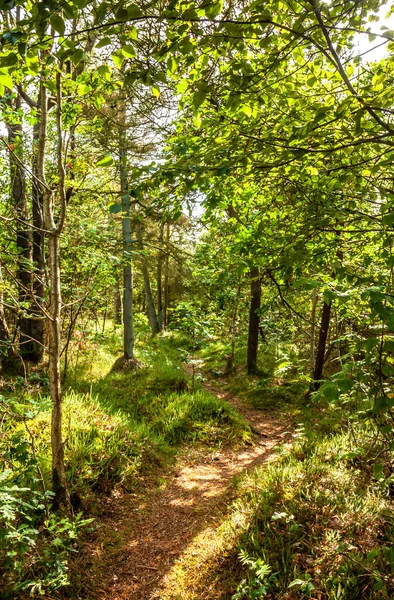 Sendero a través de exuberante bosque verde en los Países Bajos — Foto de Stock