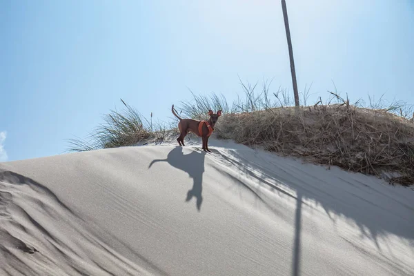 Pinscher cão andando em uma duna de areia com sombra . — Fotografia de Stock