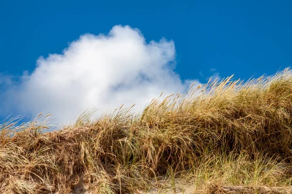 네덜란드 의사 막 모래 언덕 - 유럽 — 스톡 사진