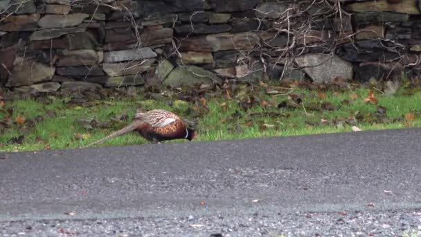 Vanlig fasan - Phasianus colchicus - bredvid vägen — Stockvideo