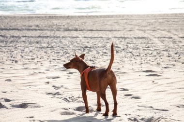 Minyatür Pinscher köpeği kumsalda yürüyor.