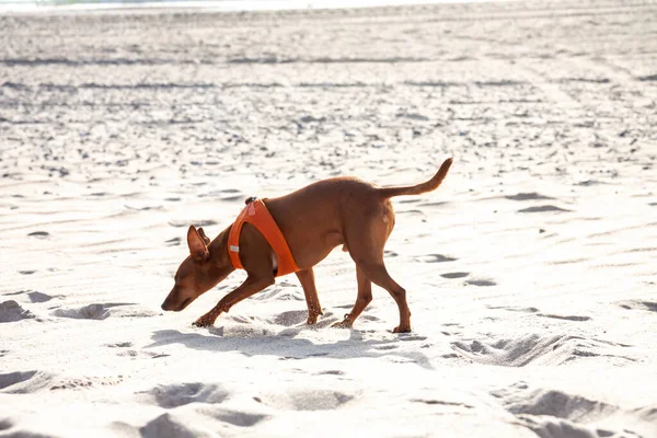 Miniaturowy pies Pinscher na świeżym powietrzu spacerujący po piaszczystej plaży — Zdjęcie stockowe