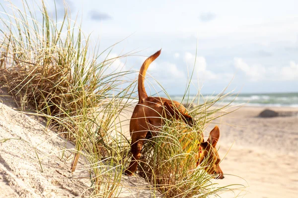 Miniaturowy pies Pinscher na świeżym powietrzu spacerujący po piaszczystej plaży — Zdjęcie stockowe