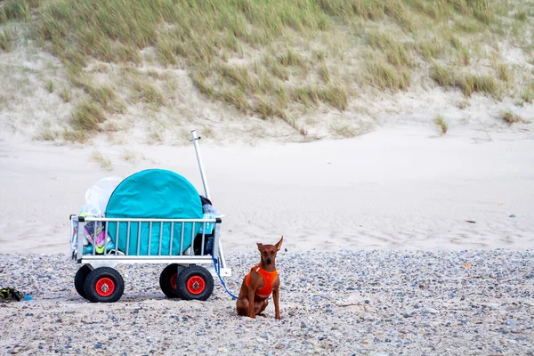 Miniature pinscher standing next to beach handcart. — Stock Photo, Image