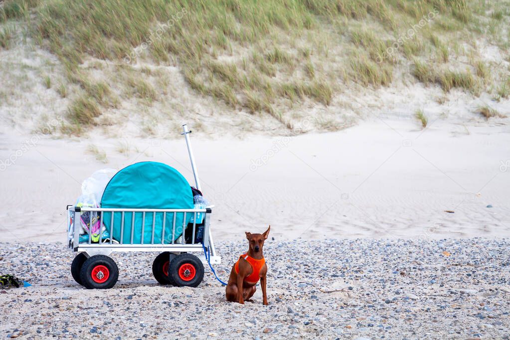 Miniature pinscher standing next to beach handcart.