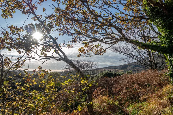 Árvores de outono ao lado do rio Glen e cachoeiras por Carrick no Condado de Donegal - Irlanda — Fotografia de Stock