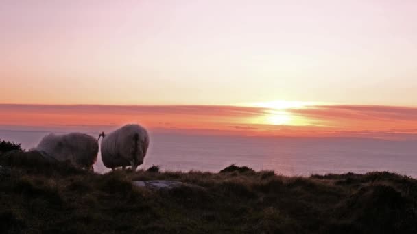 Schapen genieten van de zonsondergang bij de kliffen van de Slieve League in County Donegal, Ierland — Stockvideo