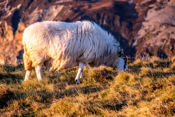 Ovelhas desfrutando do pôr do sol nas falésias Slieve League no Condado de Donegal, Irlanda — Fotografia de Stock