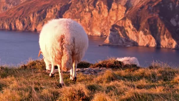 アイルランドのドニゴール州にあるスリーブ・リーグの崖で夕日を楽しむ羊 — ストック動画