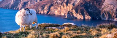 Sheep enjoying the sunset at the Slieve League cliffs in County Donegal, Ireland clipart