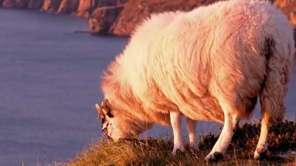 Ovce si užívají západ slunce na útesech Slieve League v hrabství Donegal, Irsko — Stock video