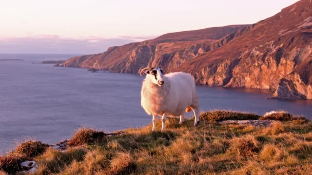 İrlanda 'nın Donegal ilçesindeki Slieve Ligi kayalıklarında gün batımının tadını çıkaran koyunlar. — Stok video
