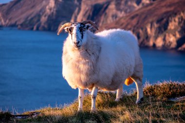 İrlanda 'nın Donegal ilçesindeki Slieve Ligi kayalıklarında gün batımının tadını çıkaran koyunlar.