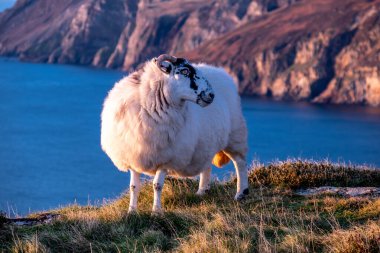 İrlanda 'nın Donegal ilçesindeki Slieve Ligi kayalıklarında gün batımının tadını çıkaran koyunlar.