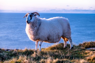 İrlanda 'nın Donegal ilçesindeki Slieve Ligi kayalıklarında gün batımının tadını çıkaran koyunlar.