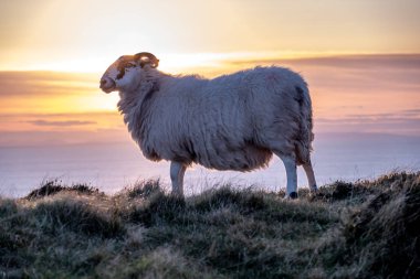 İrlanda 'nın Donegal ilçesindeki Slieve Ligi kayalıklarında gün batımının tadını çıkaran koyunlar.