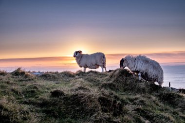 İrlanda 'nın Donegal ilçesindeki Slieve Ligi kayalıklarında gün batımının tadını çıkaran koyunlar.