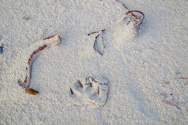 Footstep of a dog at Narin Strand - a beautiful large blue flag beach in Portnoo, County Donegal - Ireland — Stock Photo, Image