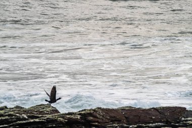 Fırtınadan bir gün sonra okyanus dalgalı olur. Atiyah 08 Kasım 2019 'da geçti..