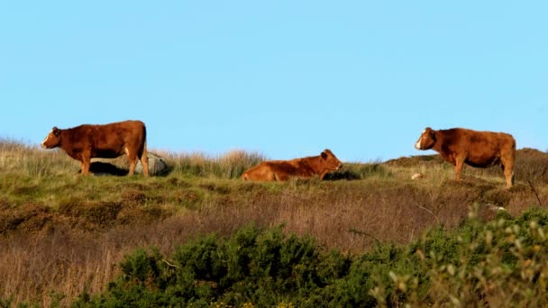 Vacas disfrutando del sol de invierno en la parte superior del Cashelgolan por Portnoo en el Condado de Donegal - Irlanda — Vídeos de Stock