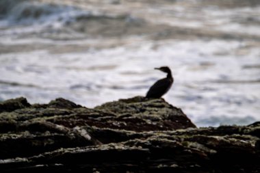 Fırtınadan bir gün sonra okyanus dalgalı olur. Atiyah 08 Kasım 2019 'da geçti..
