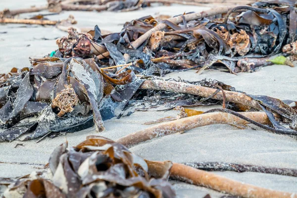 Морські водорості лежать на пляжі Портноо в графстві Донегал (Ірландія). — стокове фото