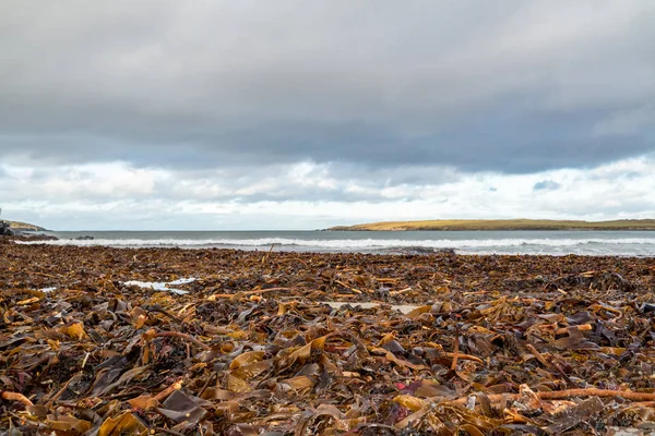 Algas marinas en la playa de Portnoo en el Condado de Donegal, Irlanda — Foto de Stock
