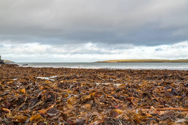 Algas marinas en la playa de Portnoo en el Condado de Donegal, Irlanda — Foto de Stock