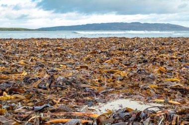 İrlanda 'nın Donegal ilçesindeki Portnoo plajında yatan yosun.